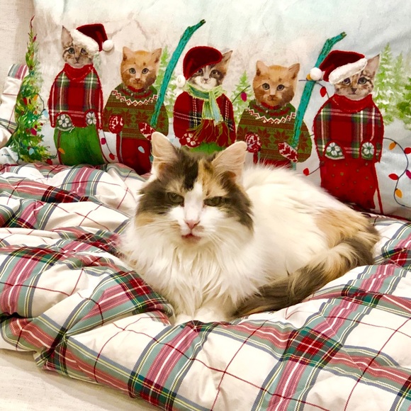 Meet your Posher, Kim - Picture 1 of 4